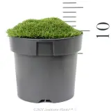 Cushion Bush - Reference photo