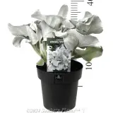 Senecio Angel Wings - Product photo