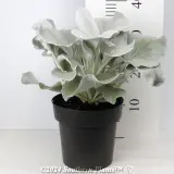 Senecio Angel Wings - Reference photo