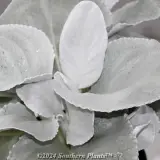 Senecio Angel Wings - Detail photo