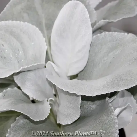 Senecio Angel Wings