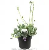 Blue Chalk Sticks - Plant photo