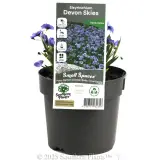 Blue-eyed Grass - Plant photo