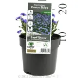 Blue-eyed Grass - Product photo