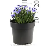 Blue-eyed Grass - Reference photo