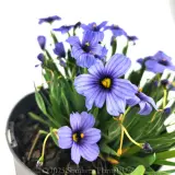 Blue-eyed Grass - Detail photo