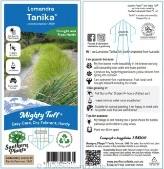 Lomandra 'Tanika' — Label front