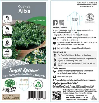 Cuphea 'Alba' — Label front