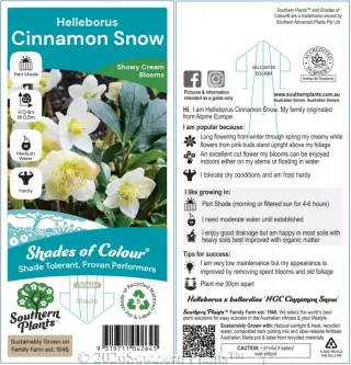 Helleborus 'Cinnamon Snow' — Label front