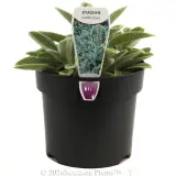 Miniature Lambs Ears - Plant photo