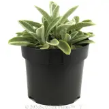 Miniature Lambs Ears - Alternate photo
