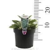 Miniature Lambs Ears - Product photo