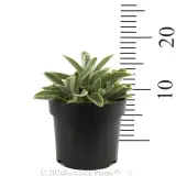 Miniature Lambs Ears - Reference photo