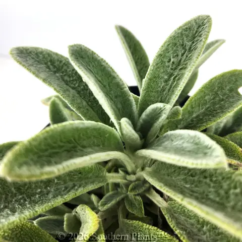 Miniature Lambs Ears