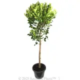 Hills Fig - Plant photo