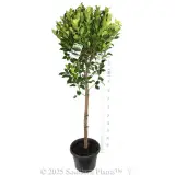 Hills Fig - Product photo