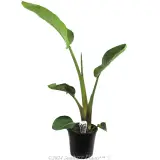 Giant White Bird of Paradise - Plant photo