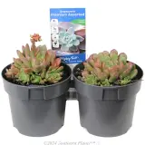 Succulents - Plant photo
