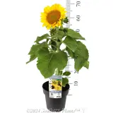 Dwarf Sunflower - Product photo