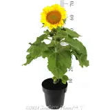 Dwarf Sunflower - Reference photo