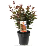 Lilly Pilly Big Red - Plant photo