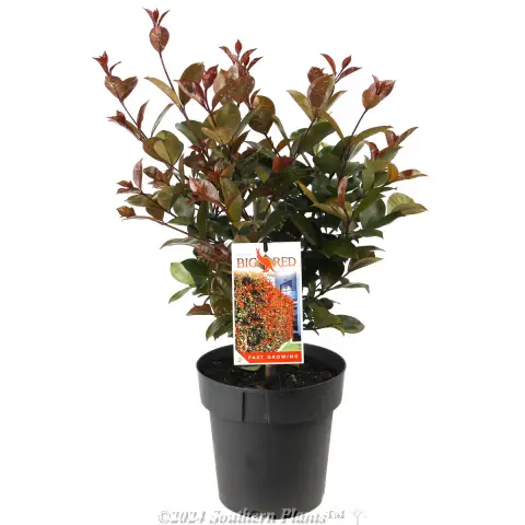 Lilly Pilly Big Red