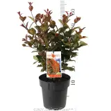 Lilly Pilly Big Red - Product photo
