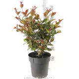 Lilly Pilly Big Red - Reference photo