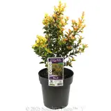 Orange Twist - Plant photo