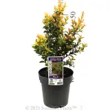 Orange Twist - Product photo