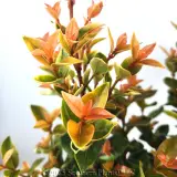 Orange Twist - Detail photo