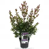 Syzygium Red Cliffs - Plant photo