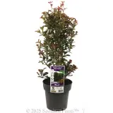Syzygium Red Cliffs - Plant photo