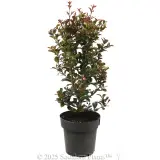 Syzygium Red Cliffs - Alternate photo