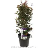 Syzygium Red Cliffs - Product photo