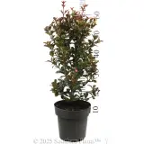 Syzygium Red Cliffs - Reference photo