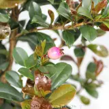 Syzygium Red Cliffs - Detail photo