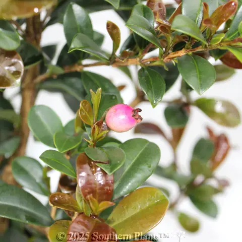 Syzygium Red Cliffs