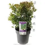 Lilly Pilly Straight and Narrow™ - Product photo