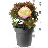 Syzygium Winter Lights - Product photo