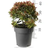 Syzygium Winter Lights - Reference photo