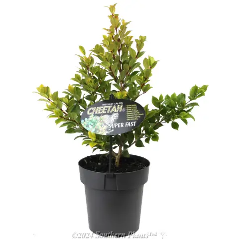 Lilly Pilly 'Cheetah'