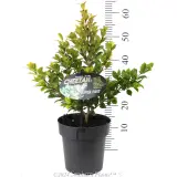 Lilly Pilly 'Cheetah' - Product photo