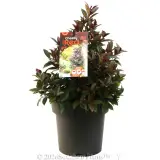 Syzygium Cheeky Little Red - Plant photo