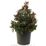 Syzygium Cheeky Little Red - Alternate photo