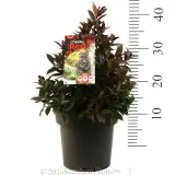 Syzygium Cheeky Little Red - Product photo