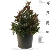 Syzygium Cheeky Little Red - Reference photo