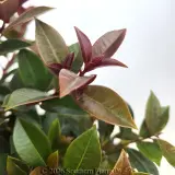 Syzygium Cheeky Little Red - Detail photo
