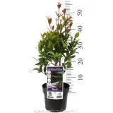 Syzygium Hinterland Gold - Product photo