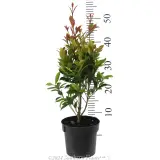 Syzygium Hinterland Gold - Reference photo